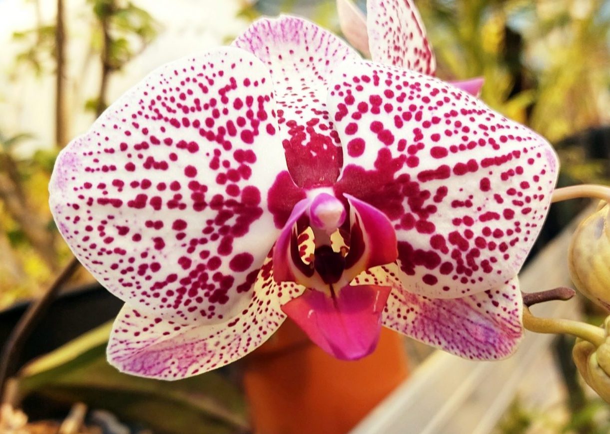 orchids_3