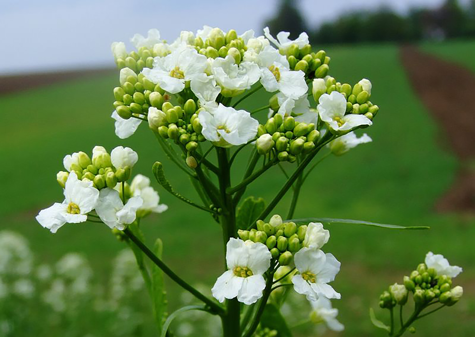 horseradish