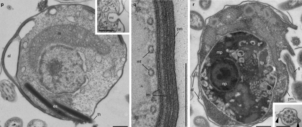 New branch on tree of life includes ‘lions of the microbial world’