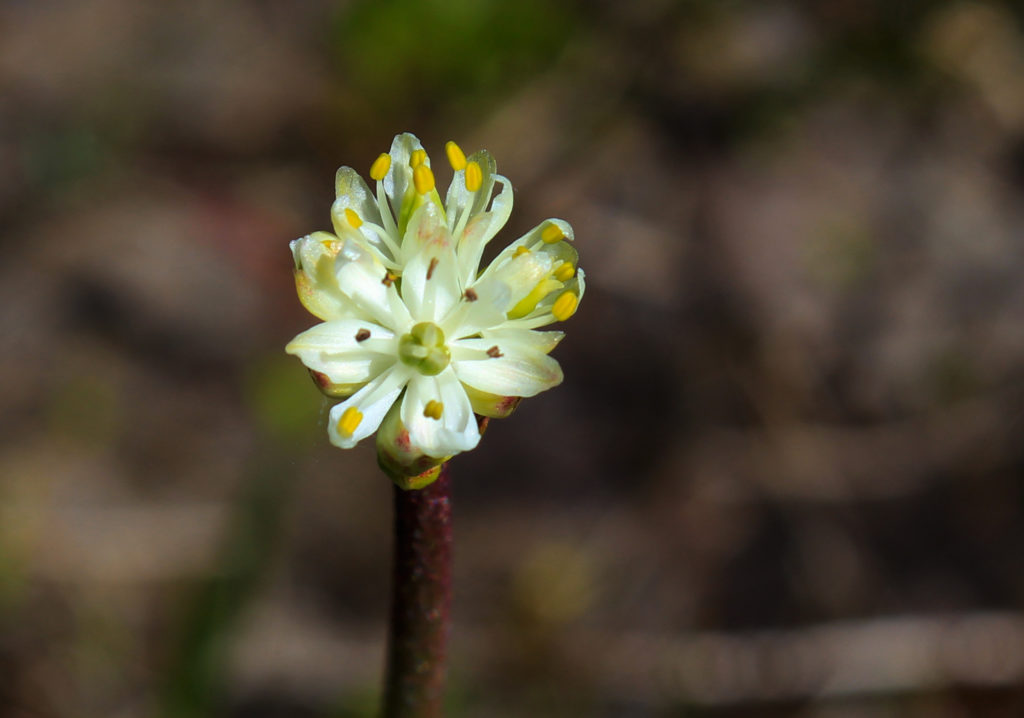 First new carnivorous plant identified in 20 years