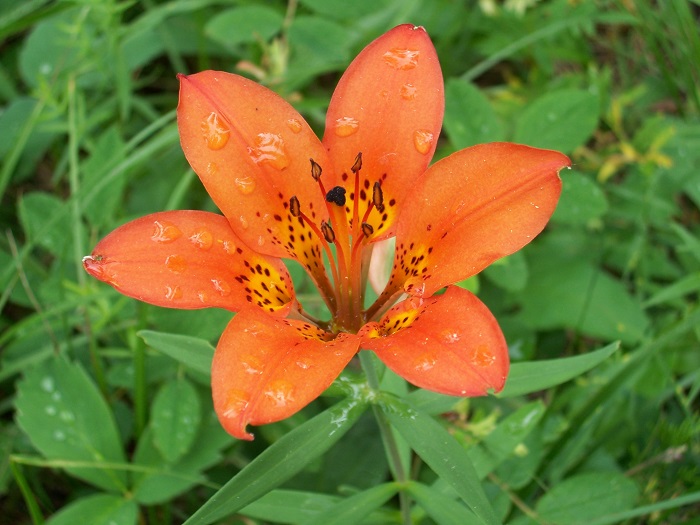 How do plants make exceptionally long lipids for their cuticles?