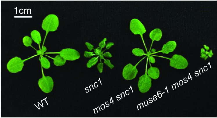 Preventing autoimmunity in plants