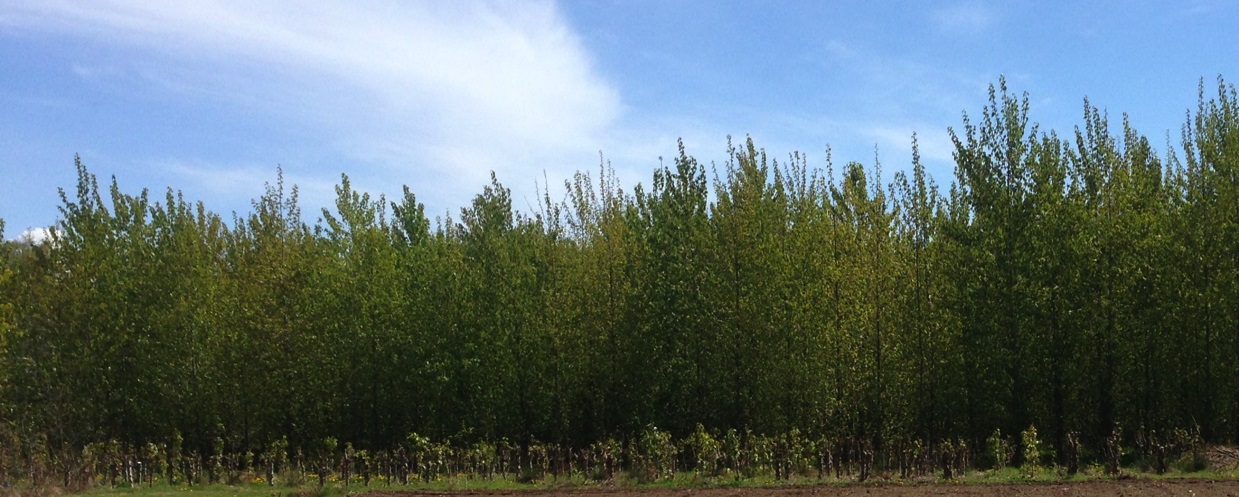 Update on plant sex: breakthrough discovery in poplars