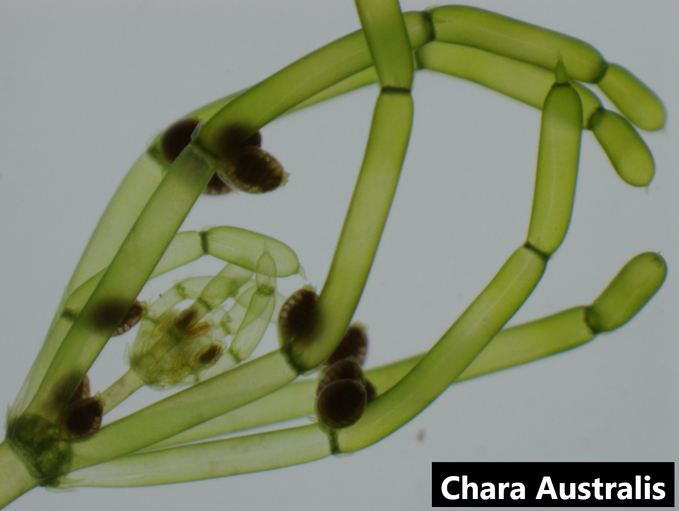 chara-australis